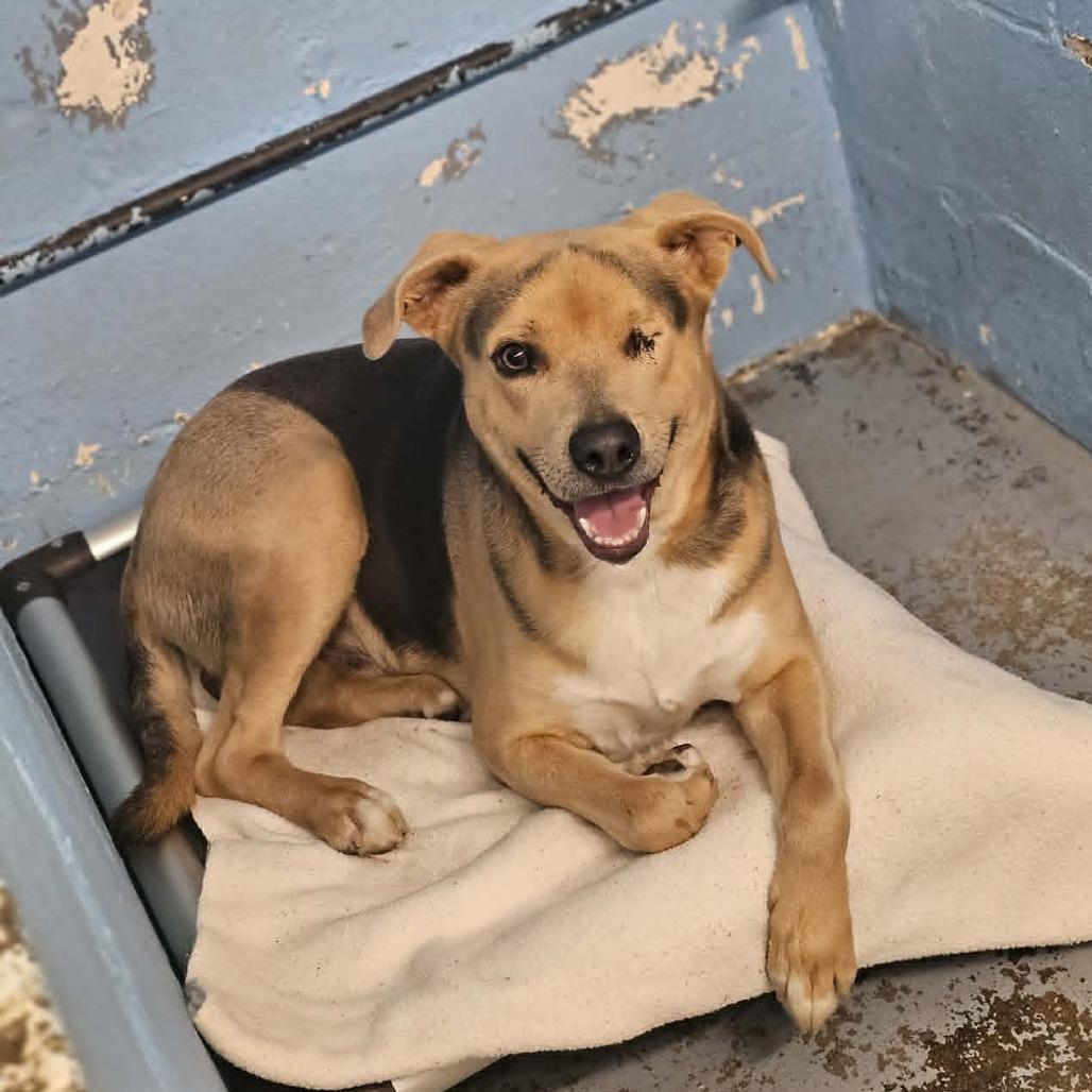 Sonny, a Adoptable Mixed Breed in Pulaski, TN image 2/6