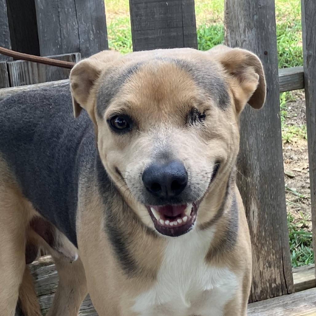 Sonny, a Adoptable Mixed Breed in Pulaski, TN image 4/6
