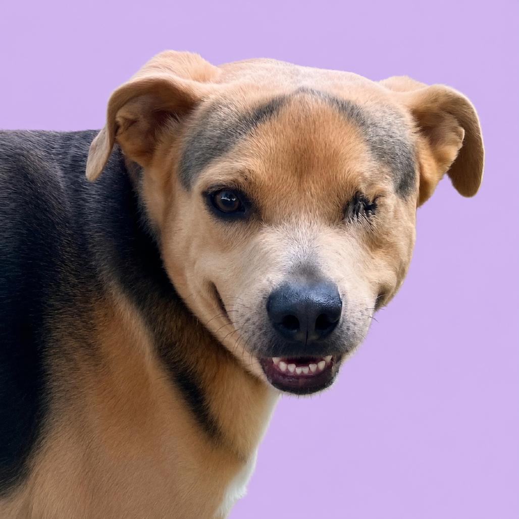 Sonny, a Adoptable Mixed Breed in Pulaski, TN image 3/6