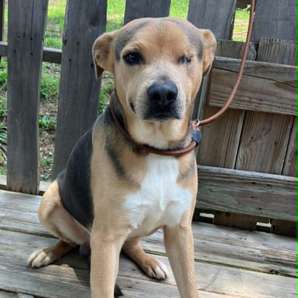 Sonny, a Adoptable Mixed Breed in Pulaski, TN image 3/6