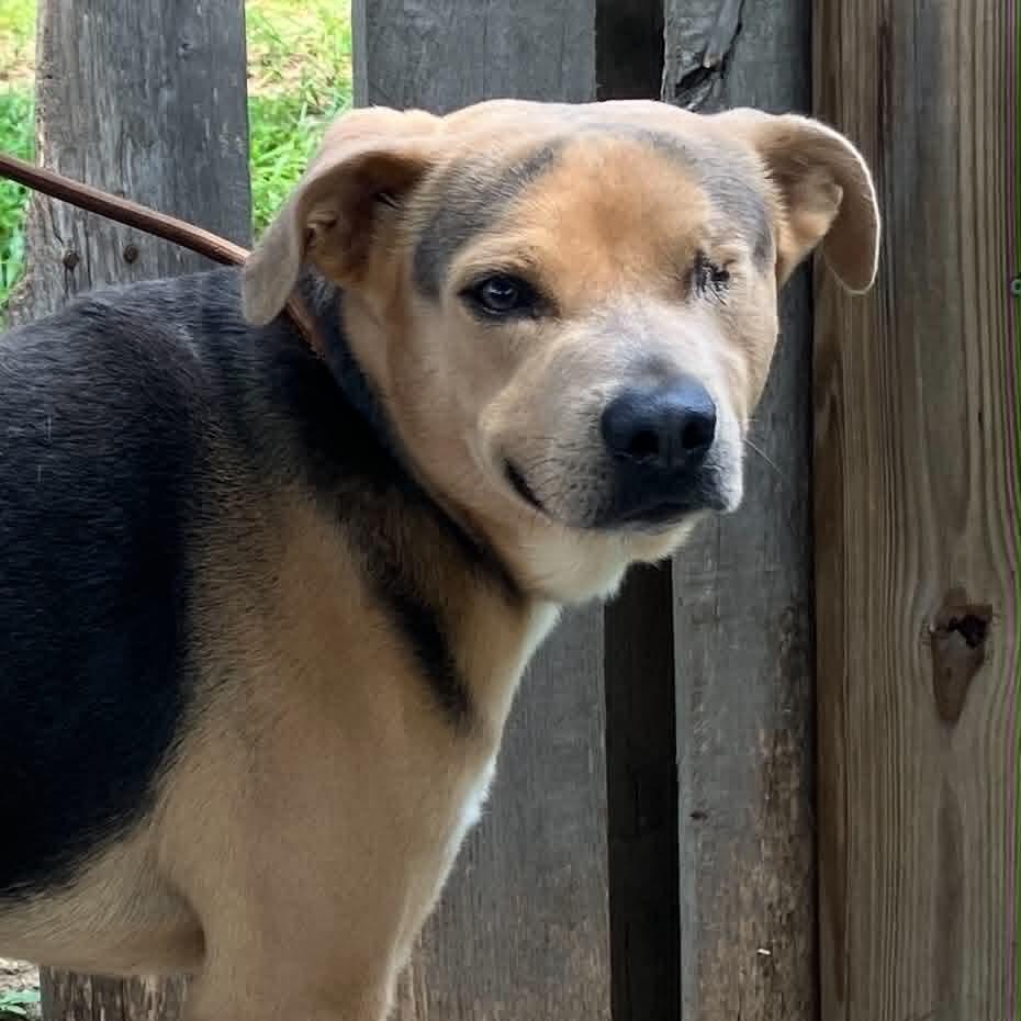 Sonny, a Adoptable Mixed Breed in Pulaski, TN image 4/6
