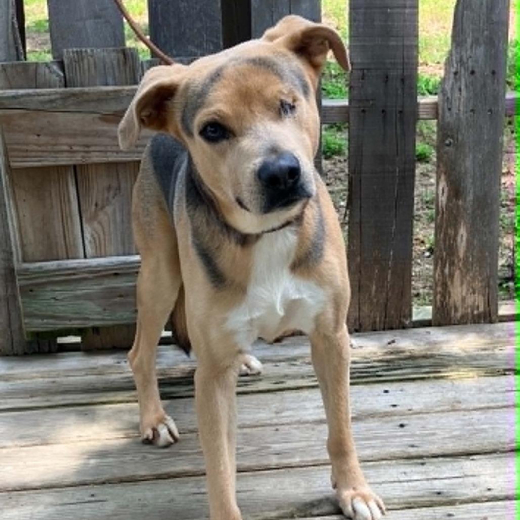 Sonny, a Adoptable Mixed Breed in Pulaski, TN image 5/6