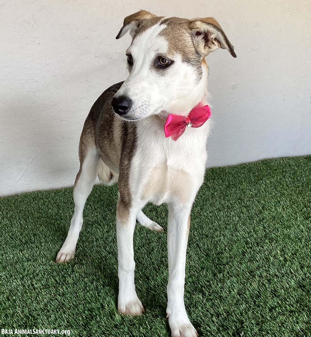 Enlarge Janet, a Adoptable mixed breed in San Diego, CA image 2/3