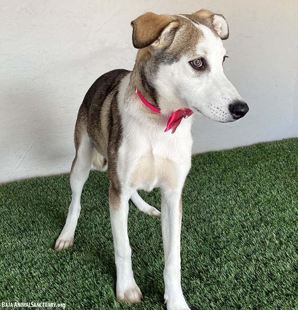 Enlarge Janet, a Adoptable mixed breed in San Diego, CA image 3/3