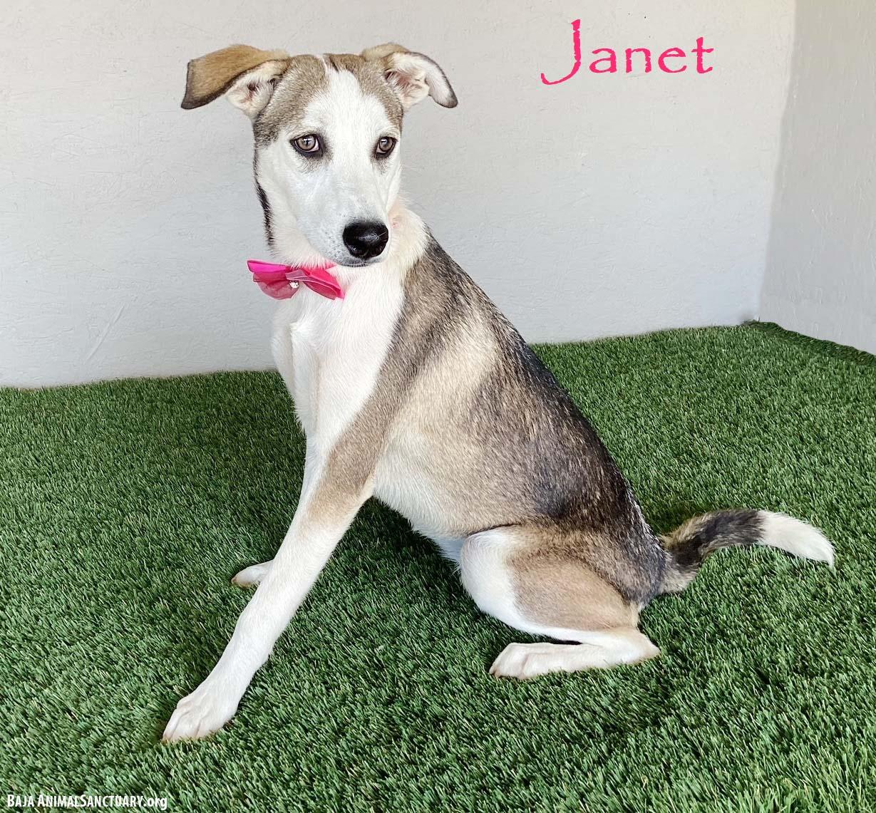 Janet, Adoptable, Young Female Labrador Retriever & Husky.