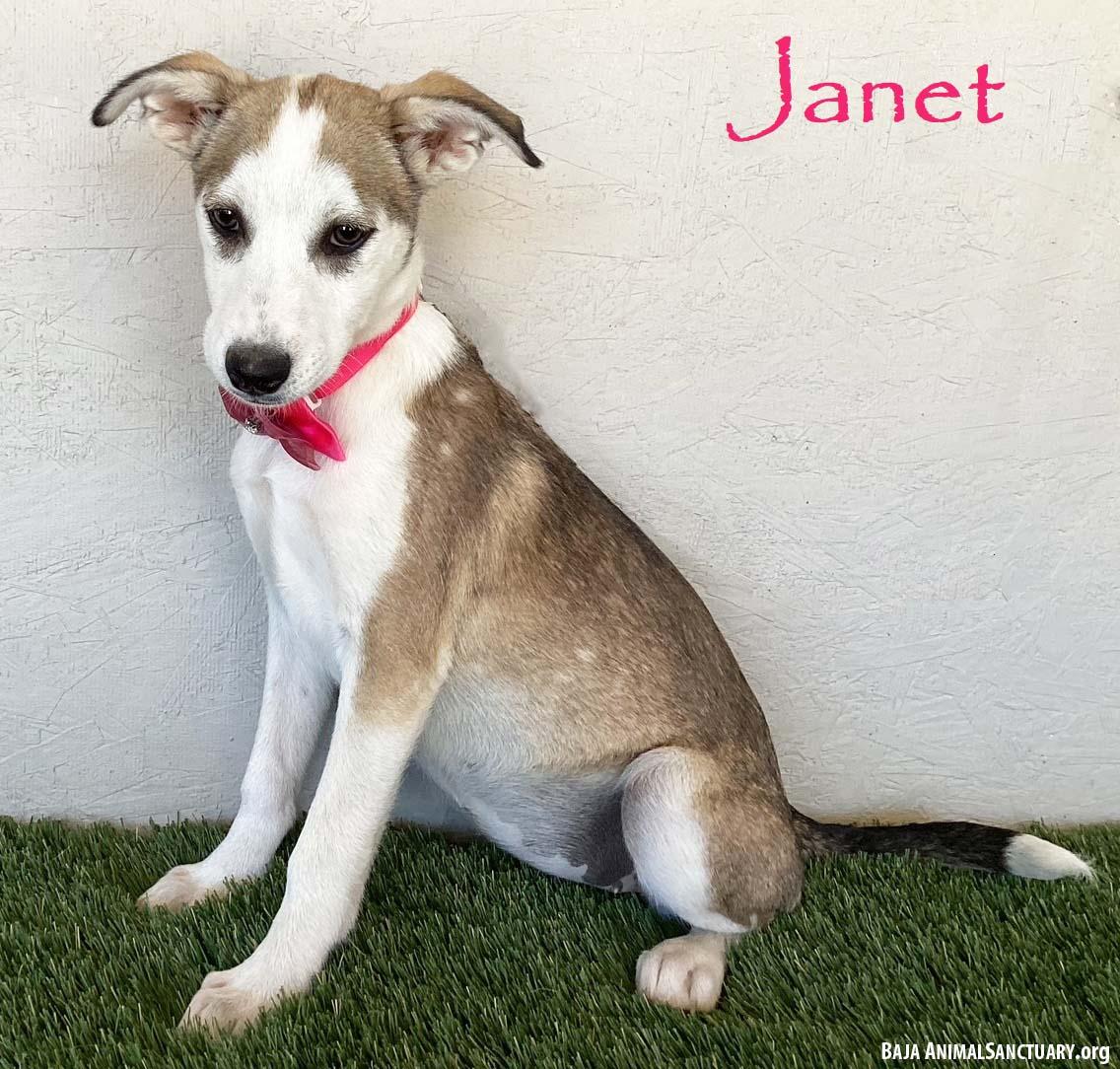 Janet, Baby Female Labrador Retriever