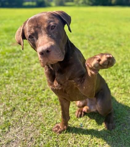 MAX, Adoptable, Young Male Mixed Breed.