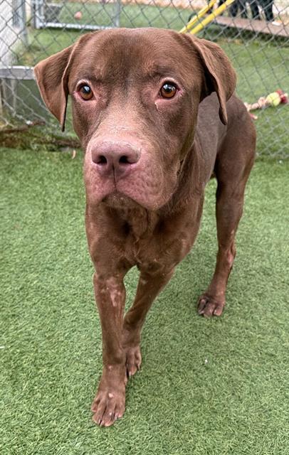 MAX, Adoptable, Young Male Mixed Breed.