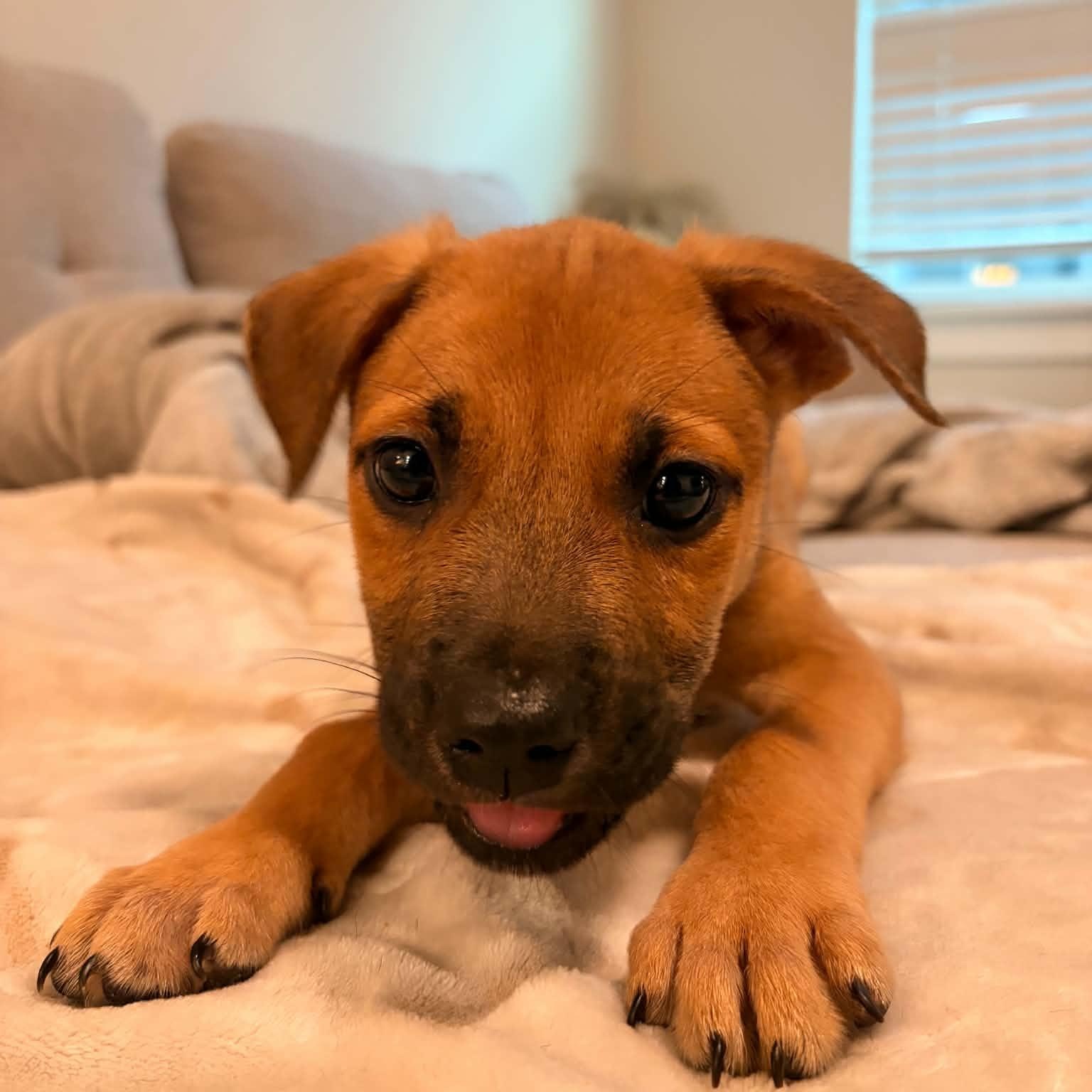 Torino, a ADOPTABLE Labrador Retriever in Charlotte, NC image 3/4