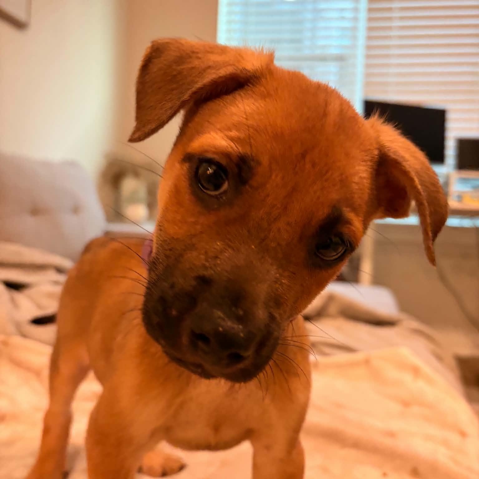 Torino, ADOPTABLE, Puppy Male Labrador Retriever.