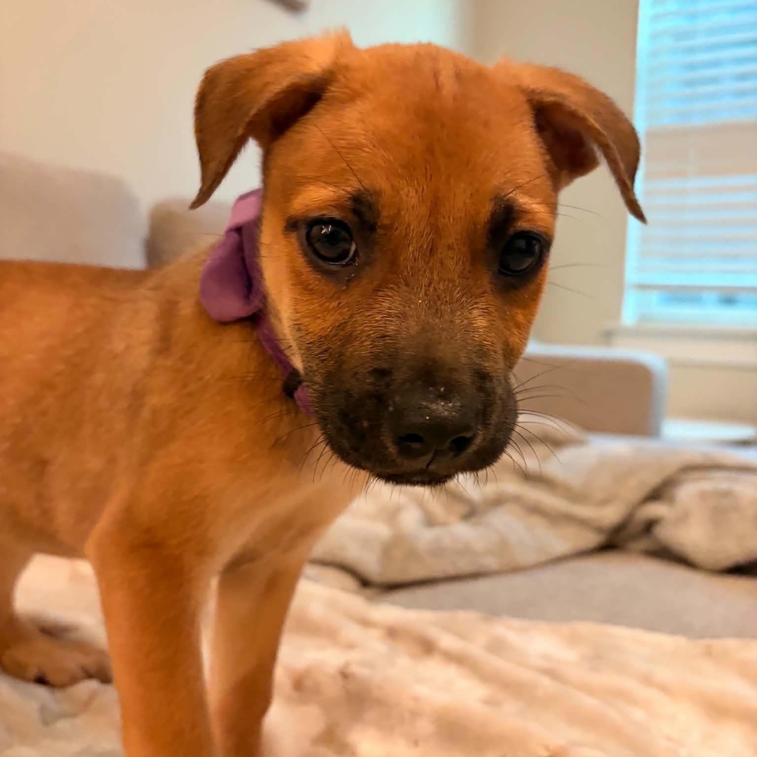 Torino, a ADOPTABLE Labrador Retriever in Charlotte, NC image 2/4