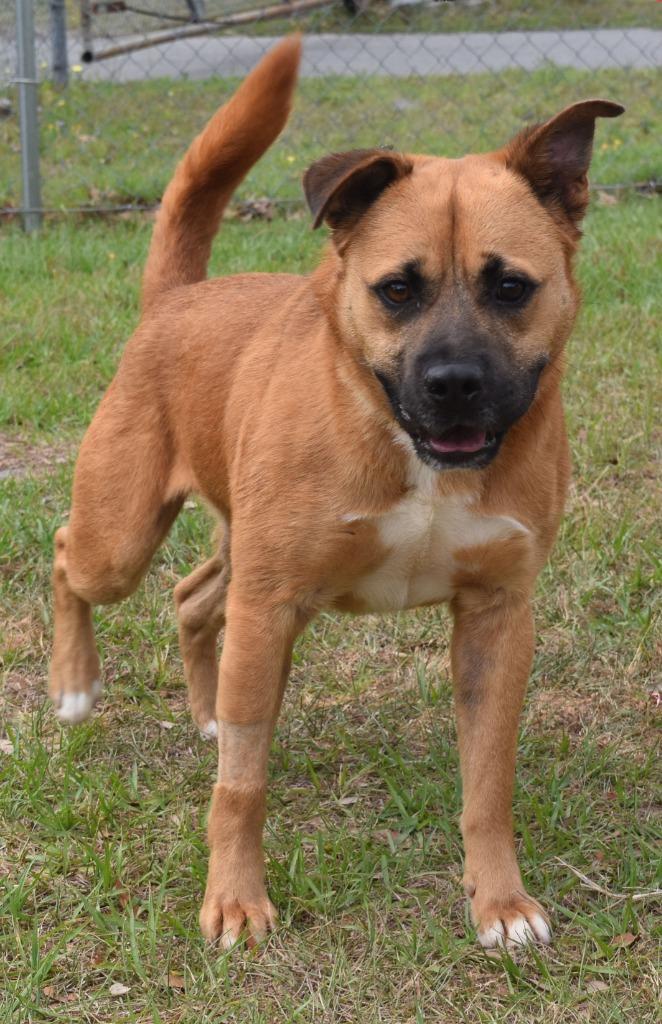 Flake, a Adoptable mixed breed in Kingsland, GA image 1/2