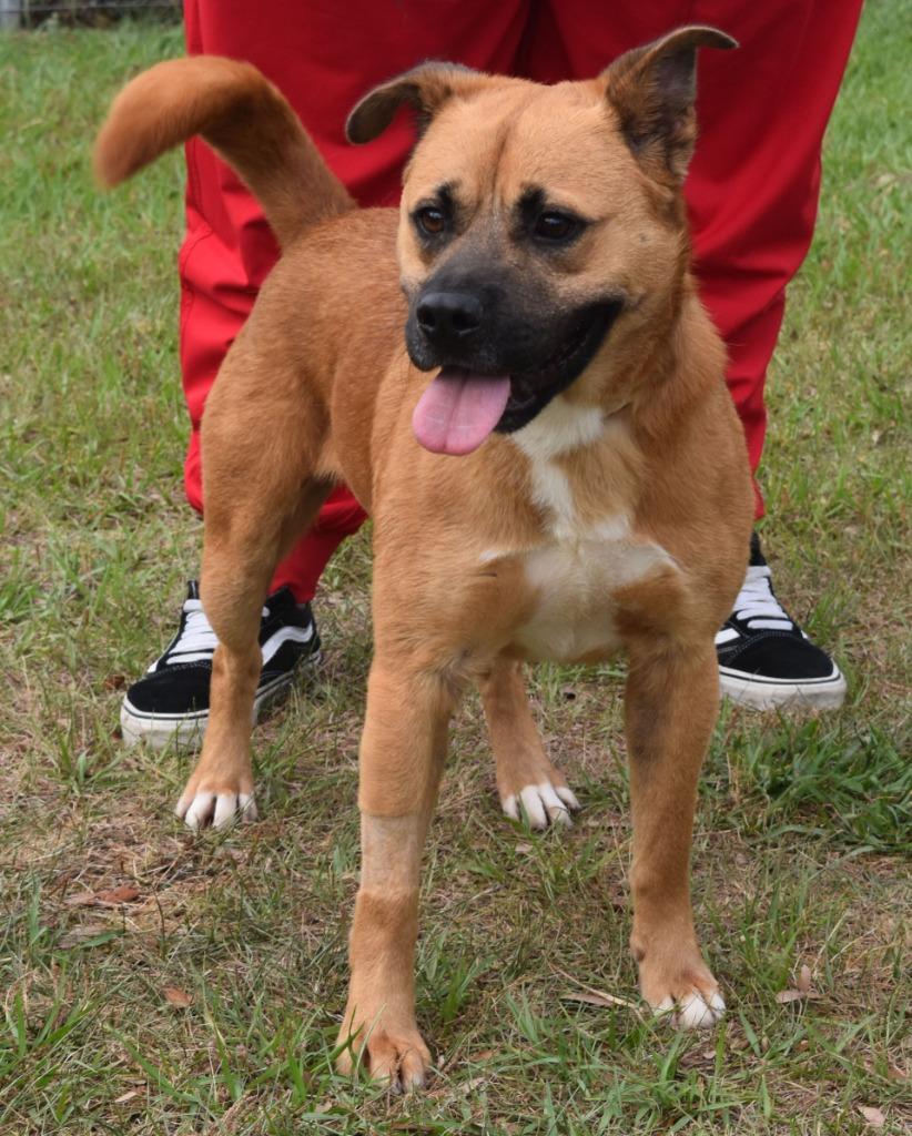 Flake, a Adoptable mixed breed in Kingsland, GA image 2/2