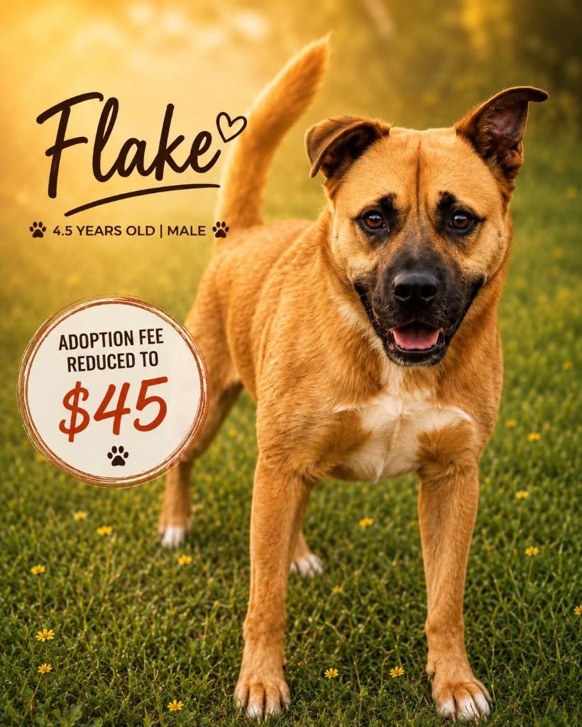 Enlarge Flake, a Adoptable mixed breed in Kingsland, GA image 3/3