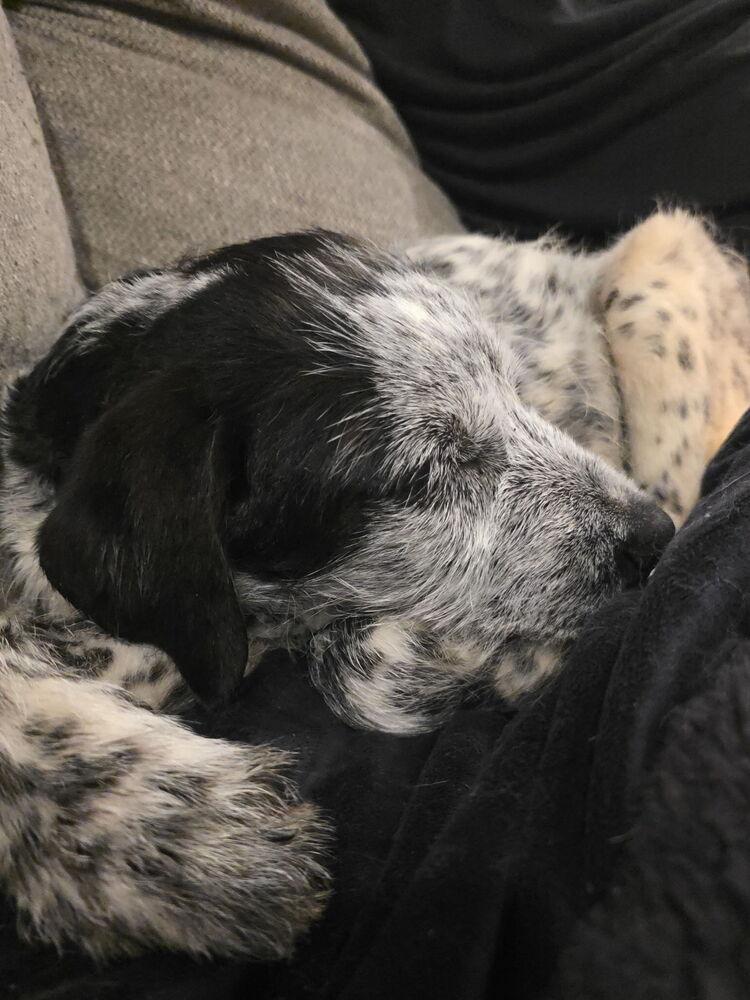 Dilly — thumbnail 2