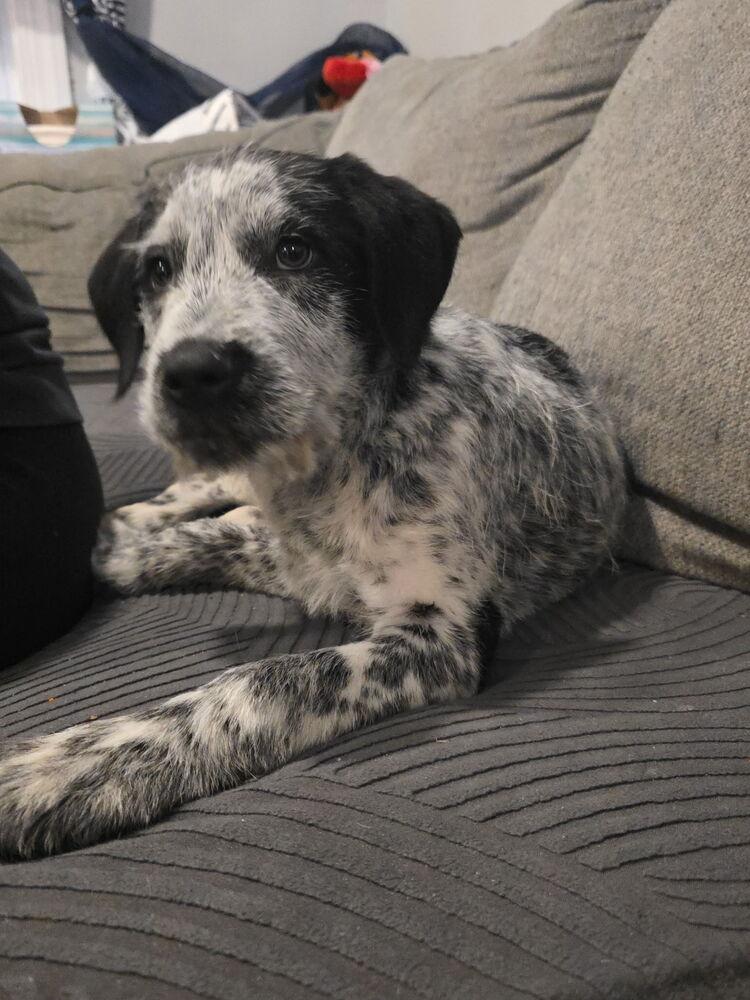 Dilly — thumbnail 3