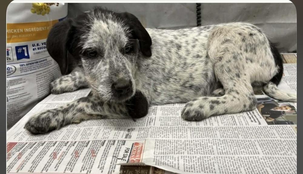 Dilly — thumbnail 4