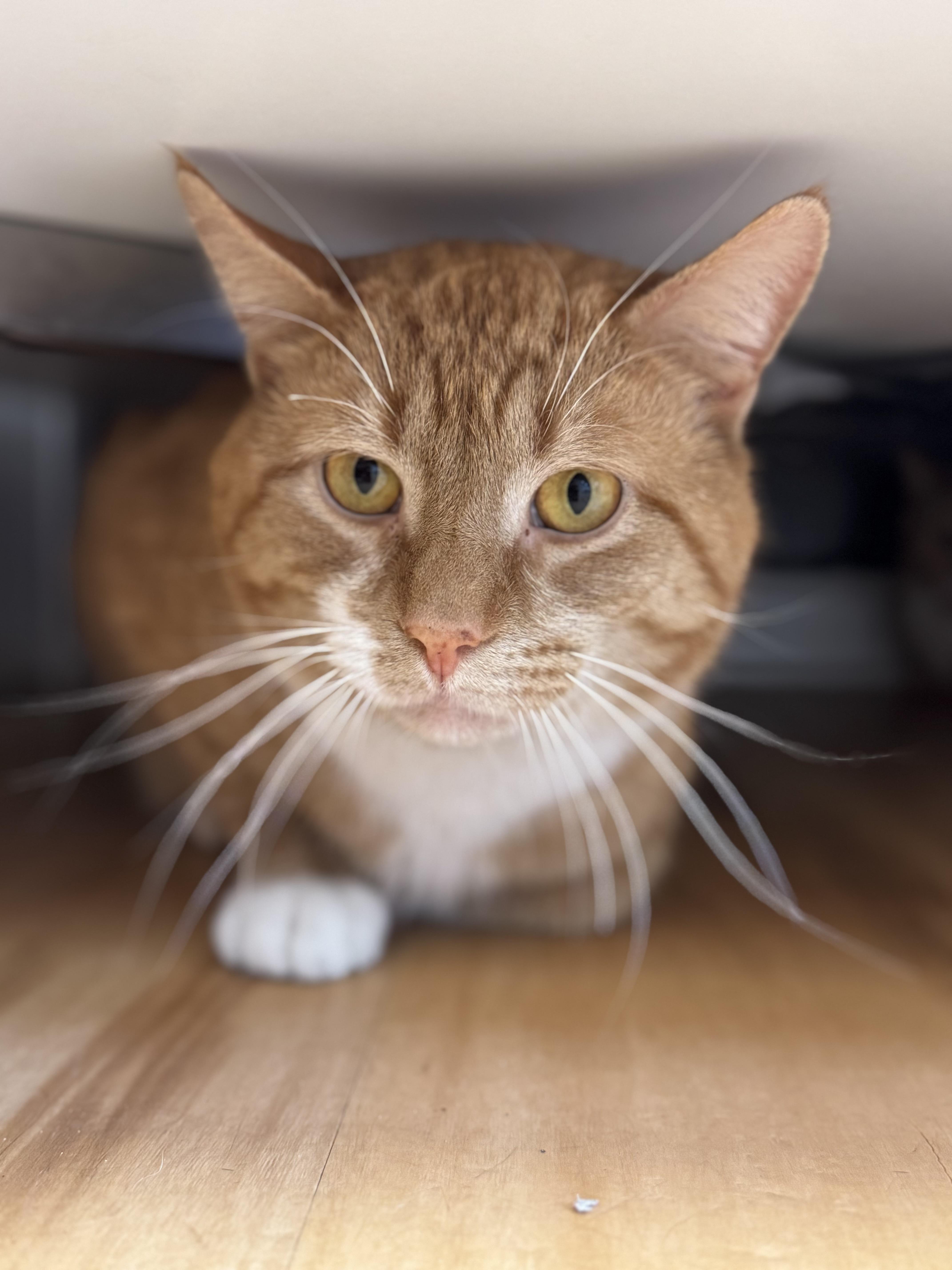 Enlarge Ozzy, an adopted Domestic Short Hair in New Haven, CT image 1/1