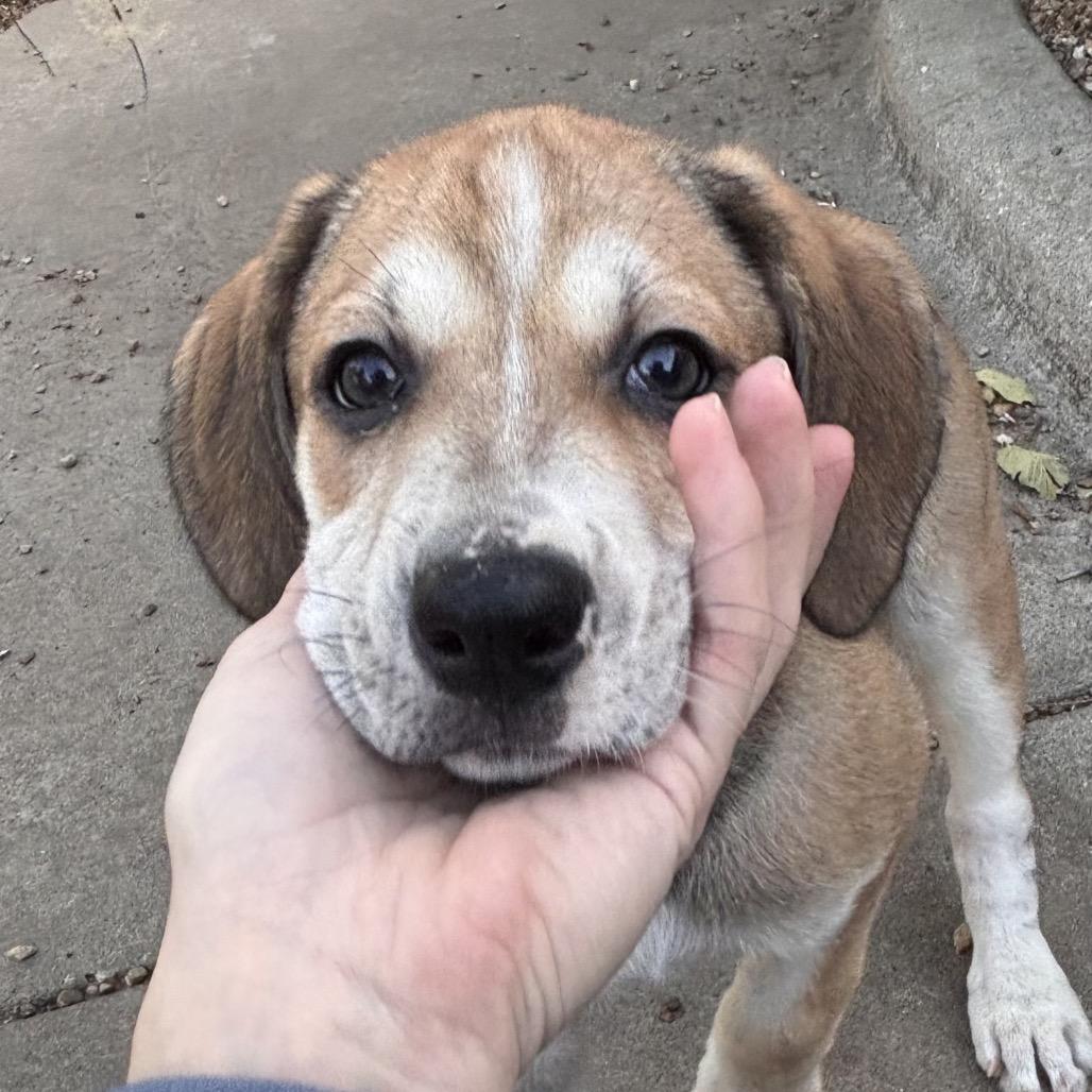 Agnes, Adoptable, Puppy Female Shepherd.