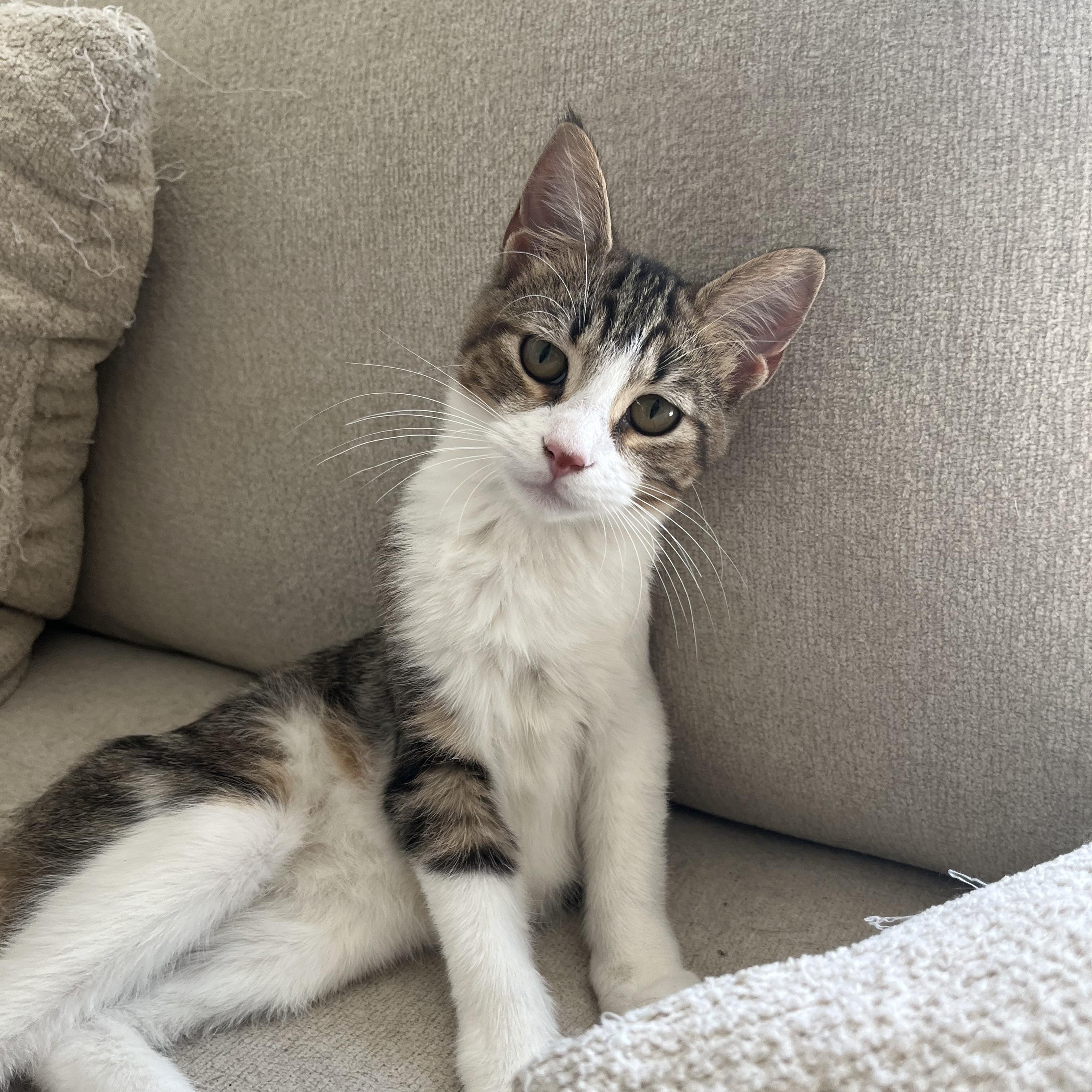 Enlarge Milo (loves to get kisses), a Adoptable Domestic Short Hair in Atlanta, GA image 4/6