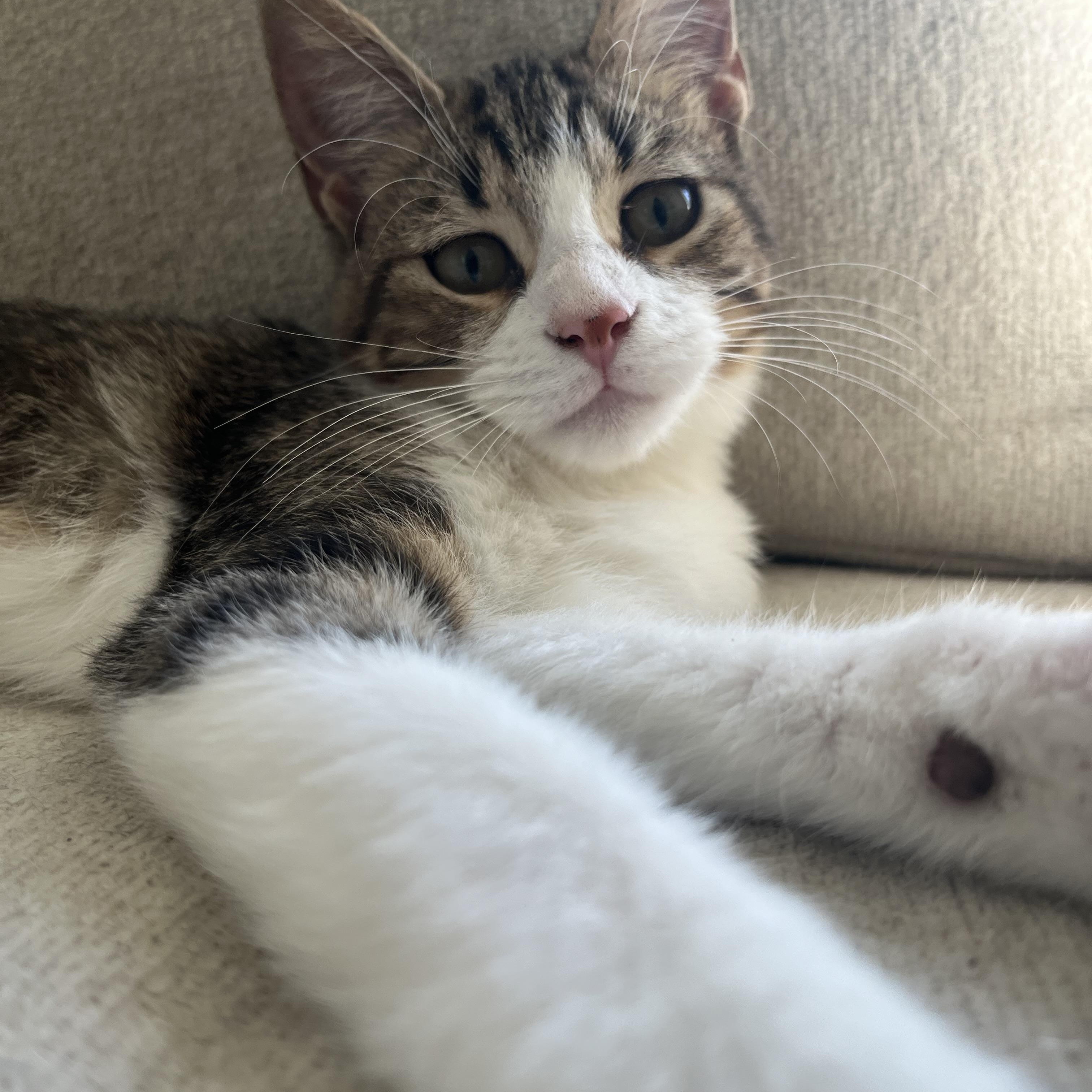Milo (loves to get kisses), Adoptable, Kitten Male Domestic Short Hair.