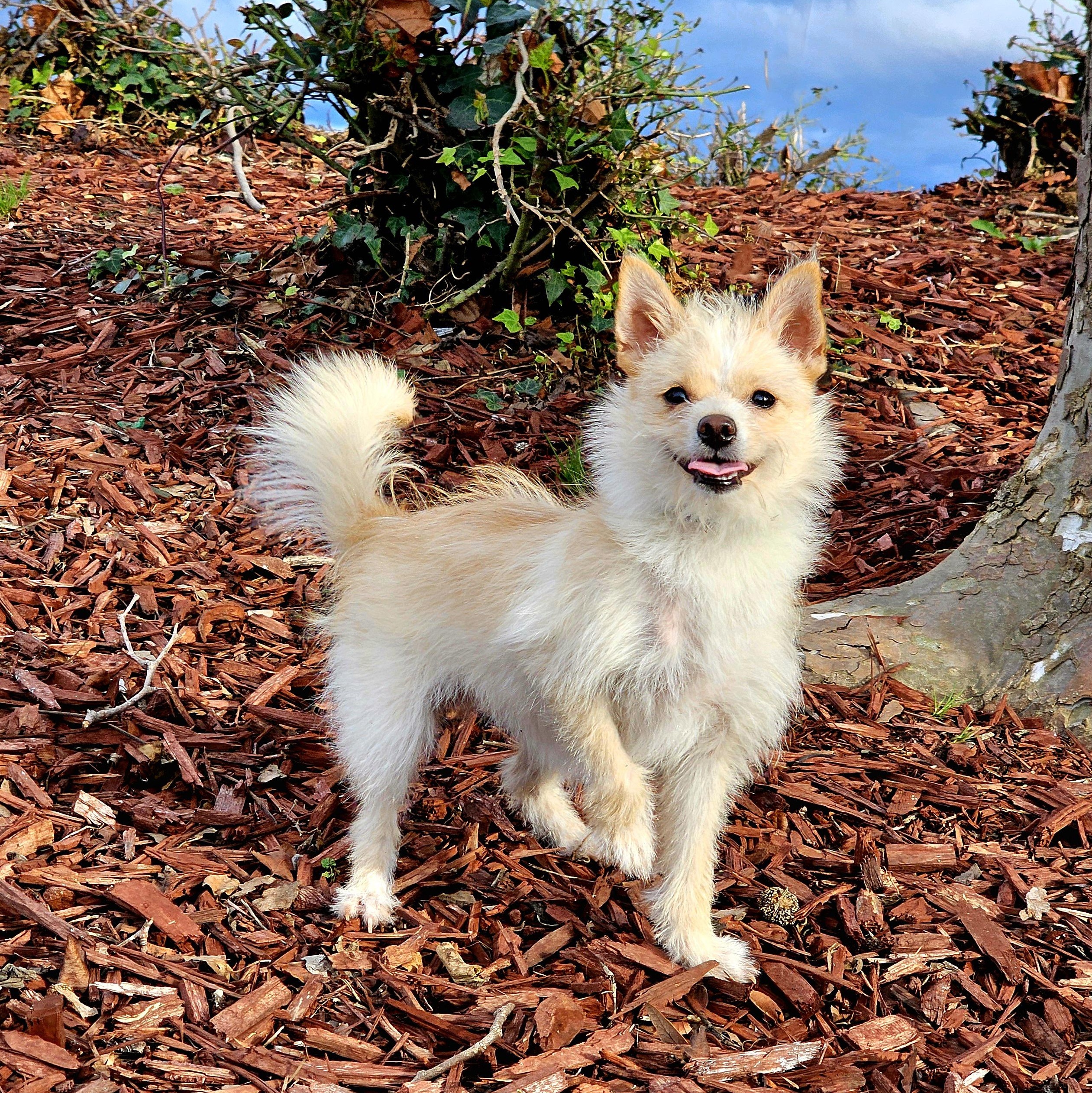 Bella, ADOPTABLE, Young Female Terrier.