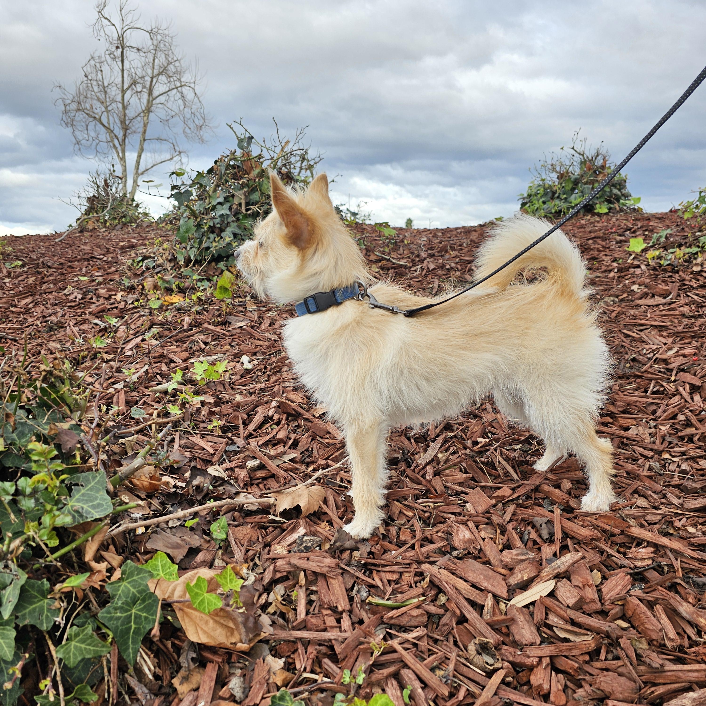 Bella, a ADOPTABLE mixed breed in Salinas, CA image 2/6