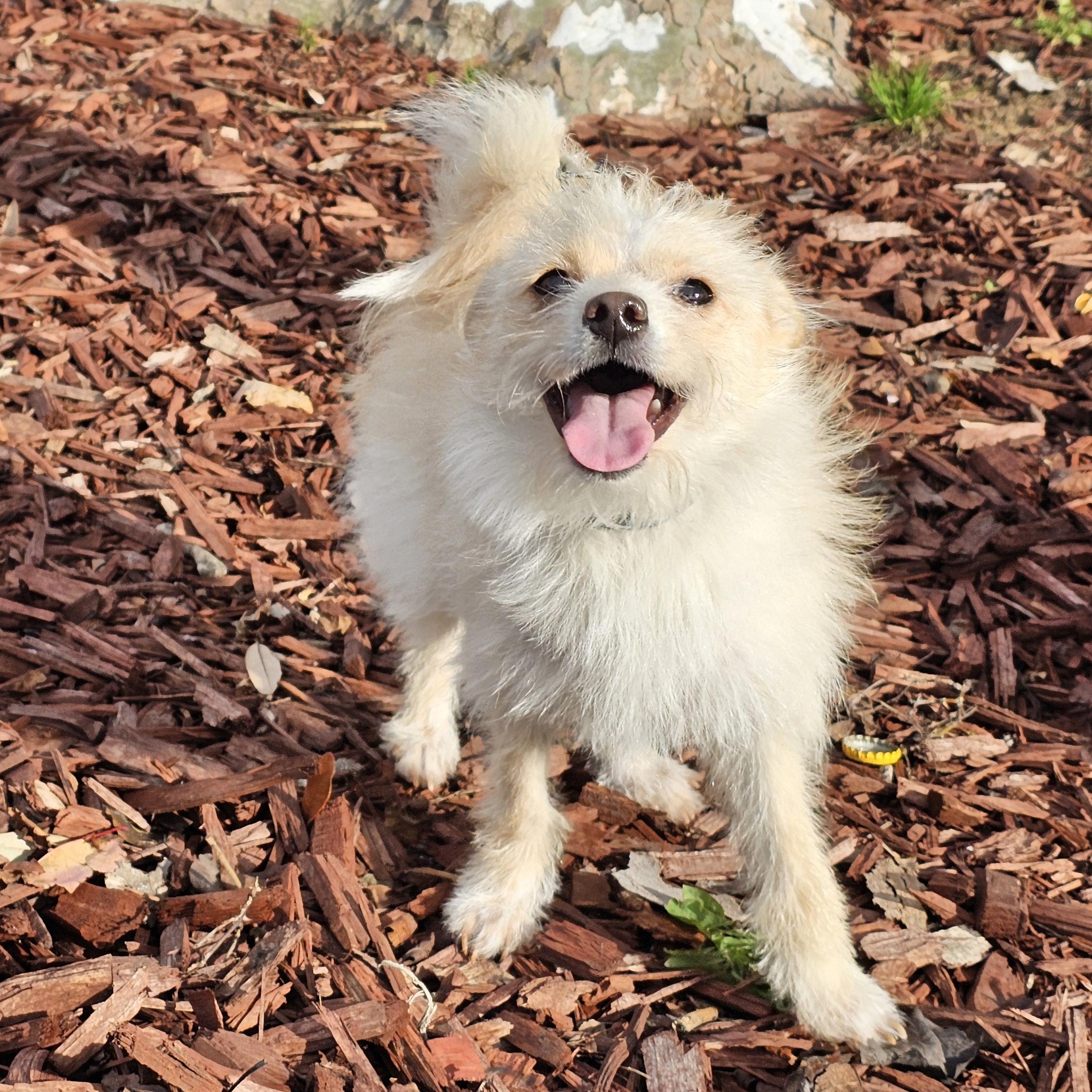 Bella, a ADOPTABLE mixed breed in Salinas, CA image 4/6