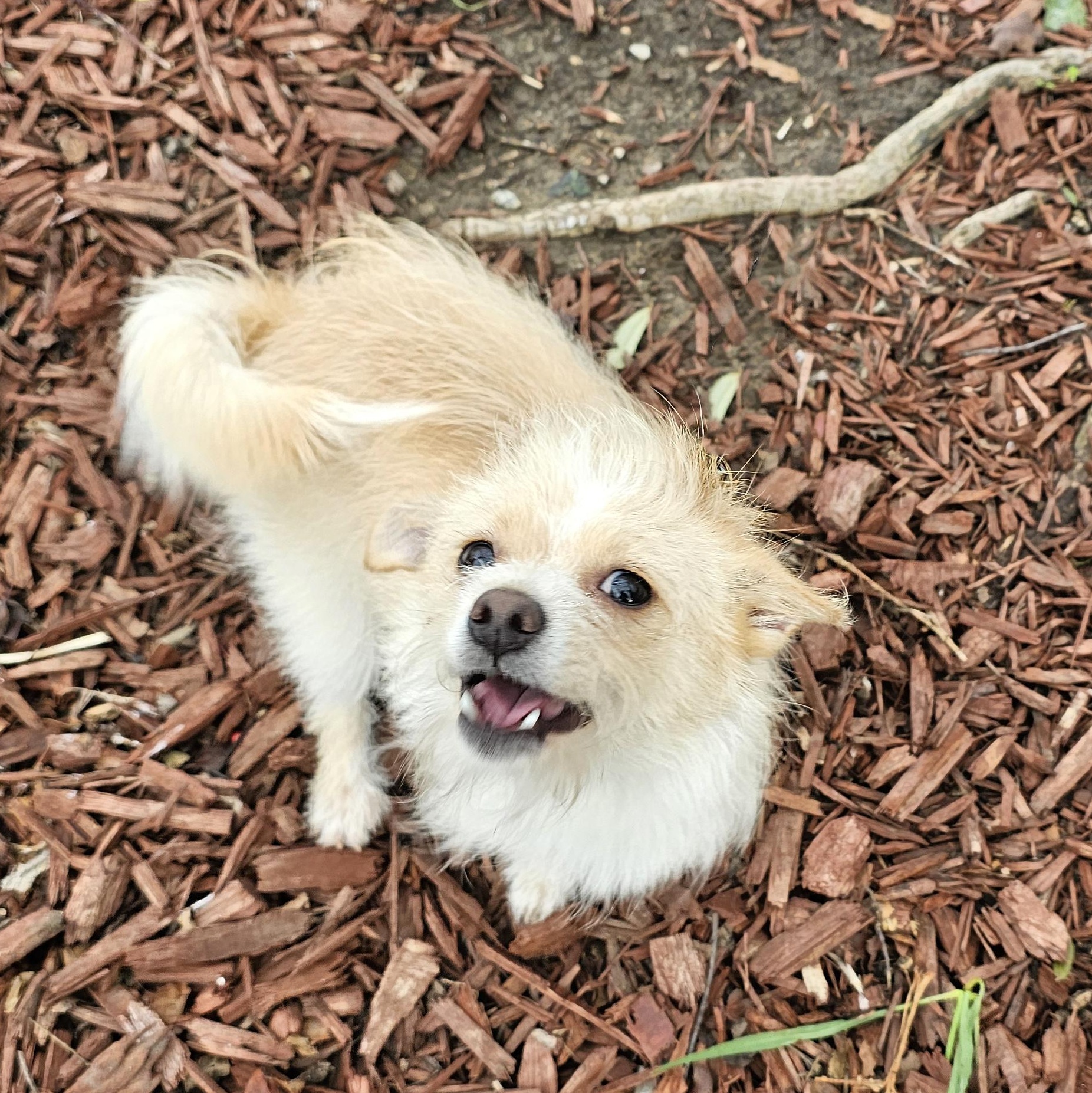 Bella, a ADOPTABLE mixed breed in Salinas, CA image 6/6