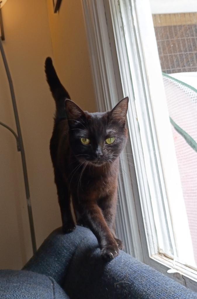 Enlarge Purrl Noire, a Adoptable Burmese in Hardeeville, SC image 1/2