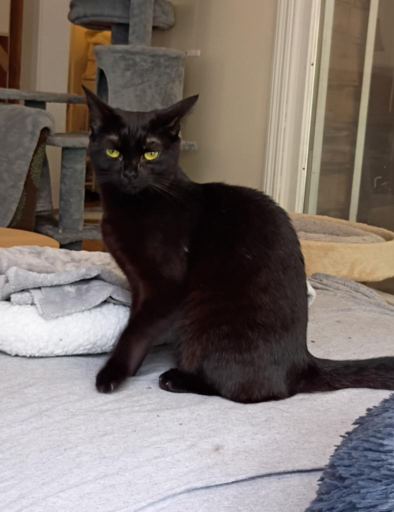 Enlarge Purrl Noire, a Adoptable Burmese in Hardeeville, SC image 2/2