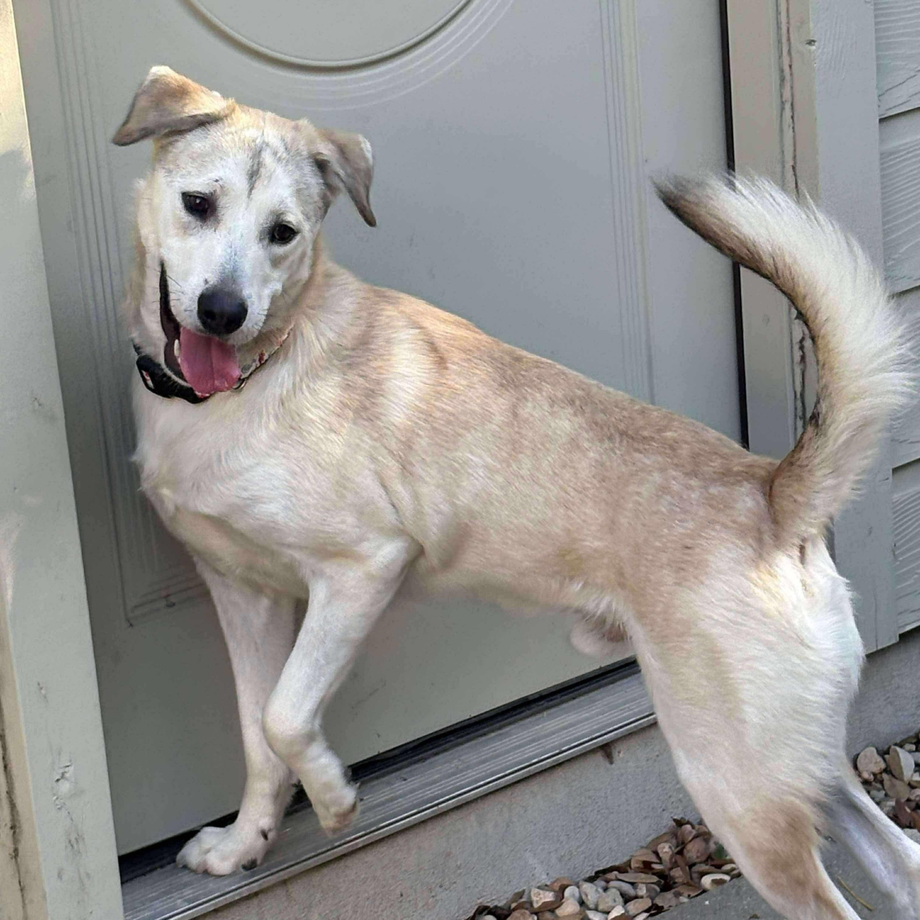 Jax, Adult Male unknown