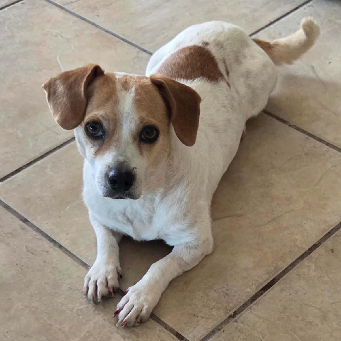 Enlarge Charis, a ADOPTABLE mixed breed in Marana, AZ image 3/4