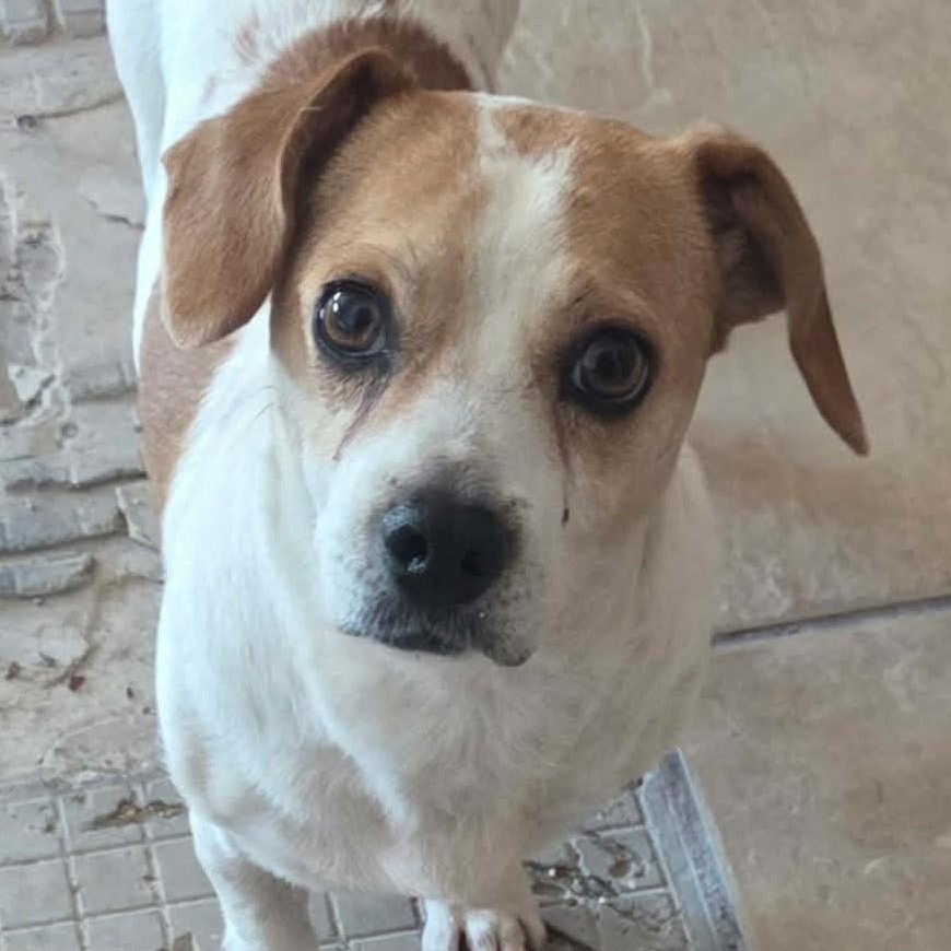 Enlarge Charis, a ADOPTABLE mixed breed in Marana, AZ image 4/4