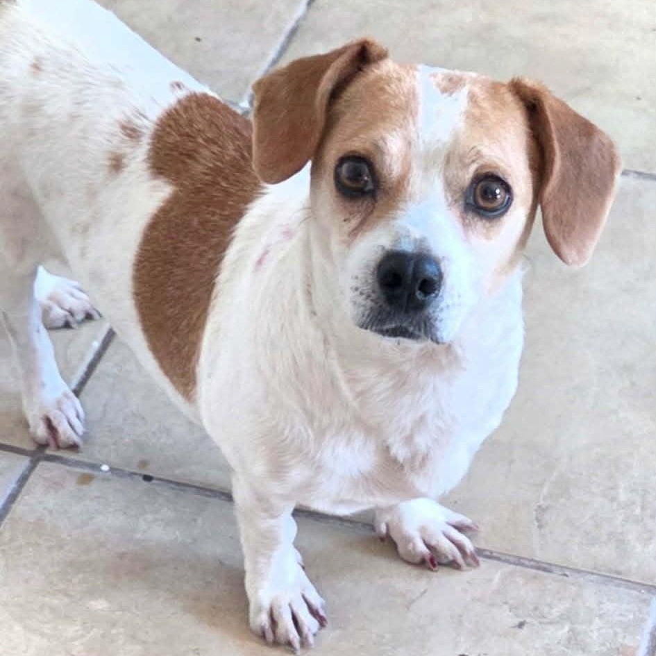 Enlarge Charis, a ADOPTABLE mixed breed in Marana, AZ image 2/4