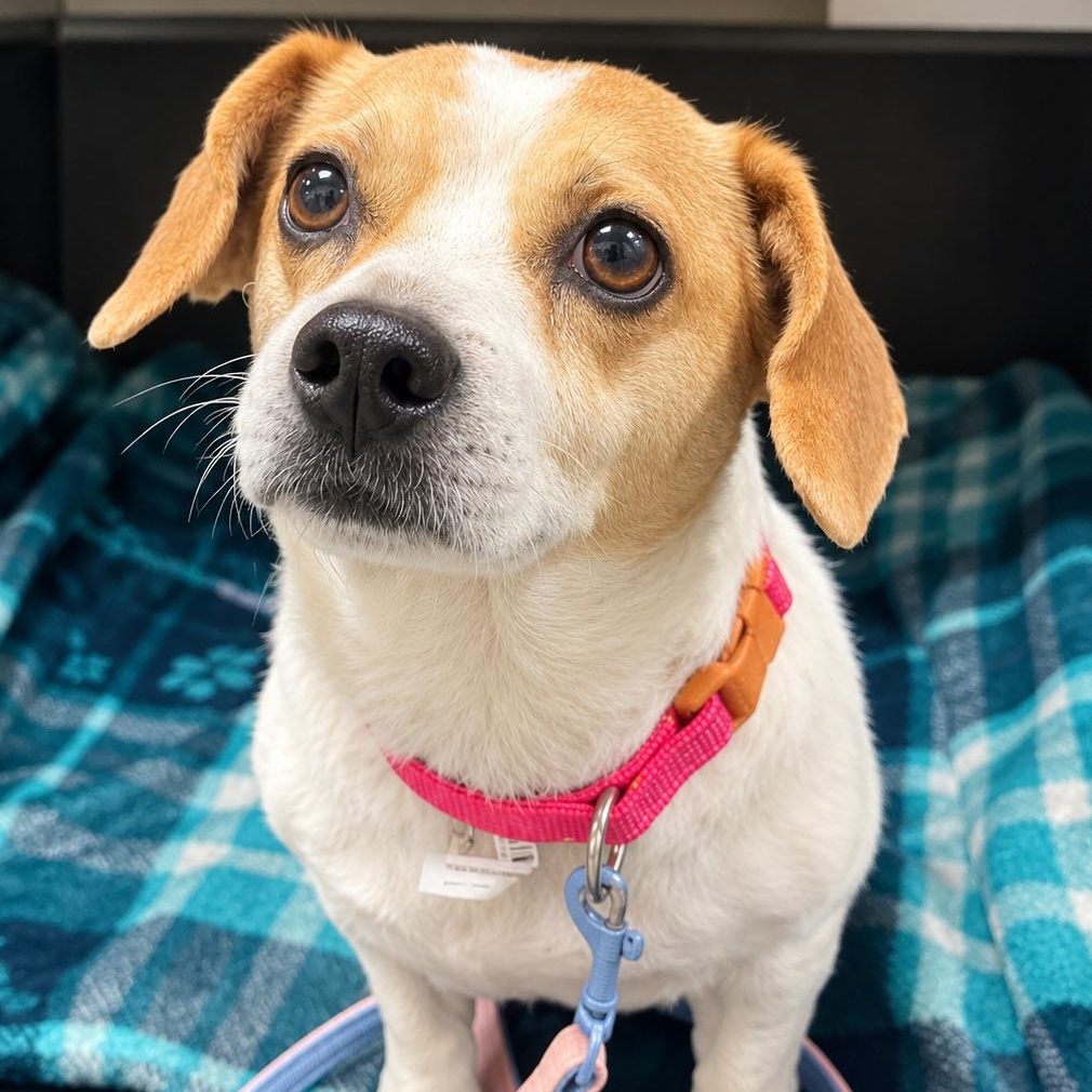 Charis, ADOPTABLE, Adult Female Beagle & Chihuahua.
