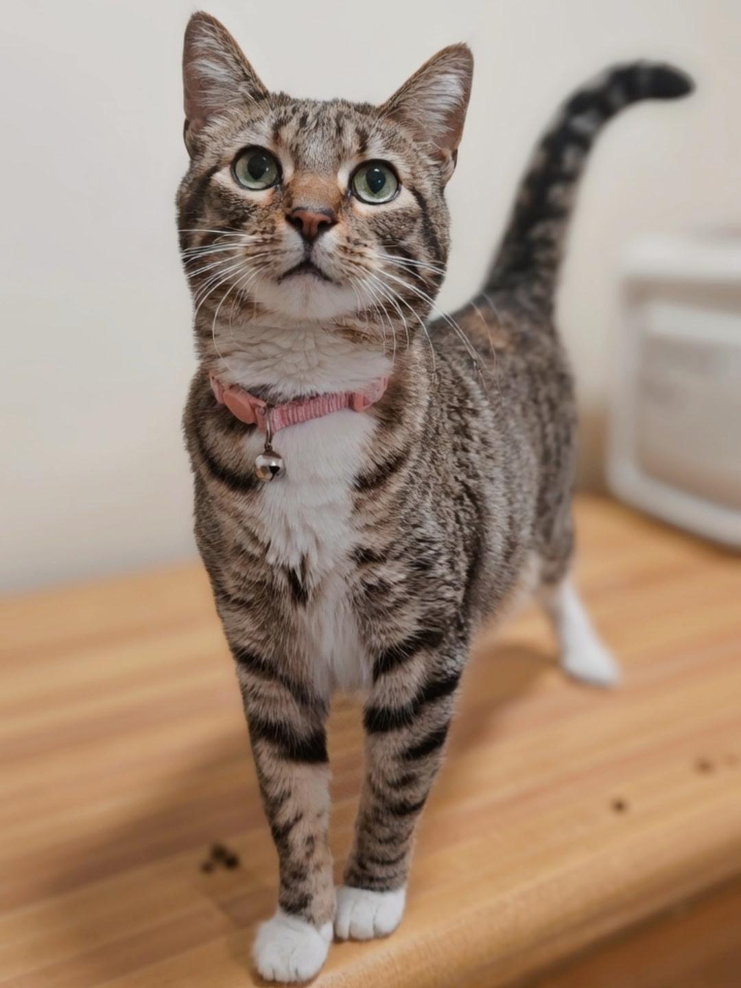 Lily Rose, Adoptable, Adult Female Domestic Short Hair.