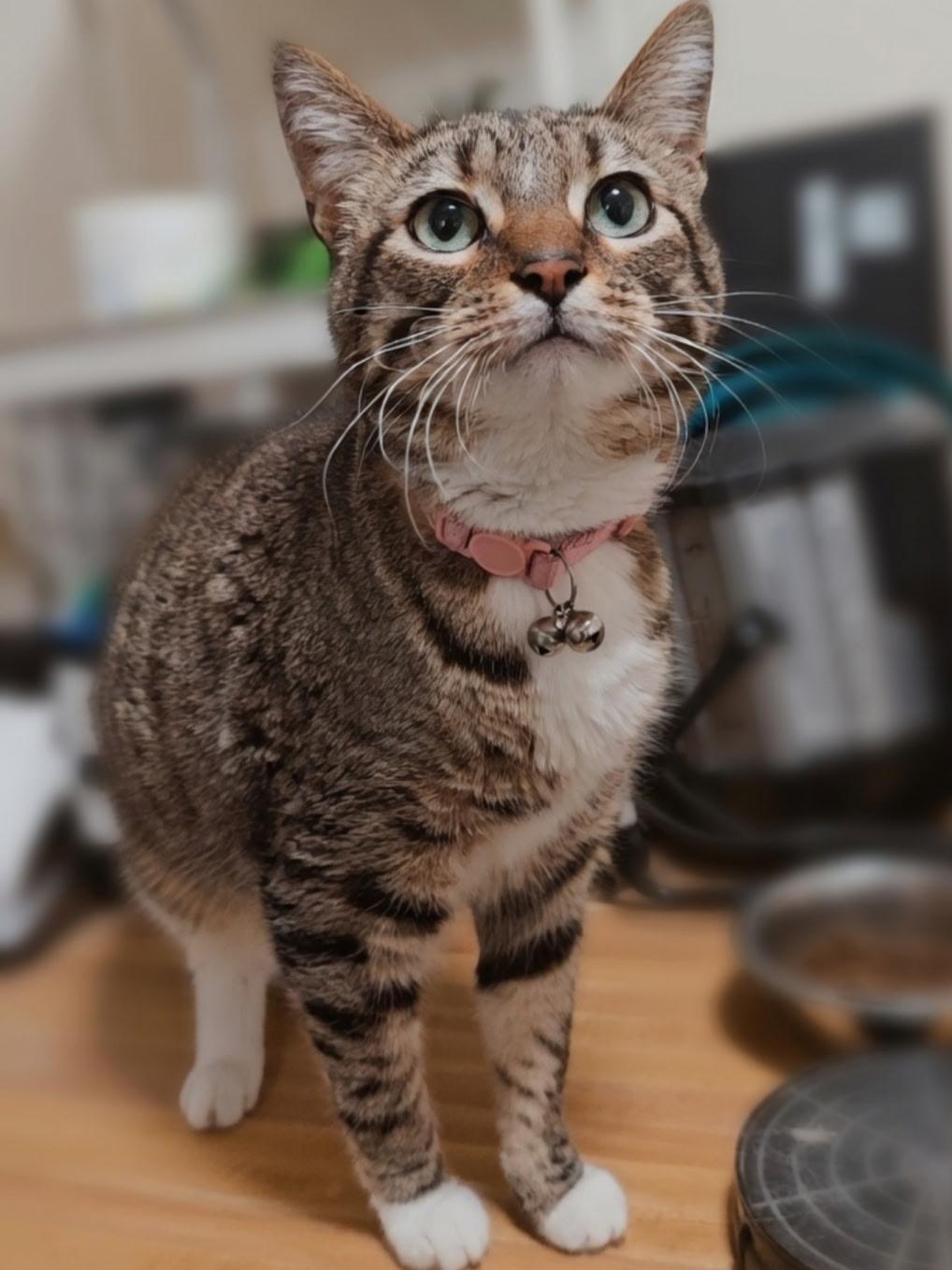 Enlarge Lily Rose, a Adoptable Domestic Short Hair in Twin Falls, ID image 2/3