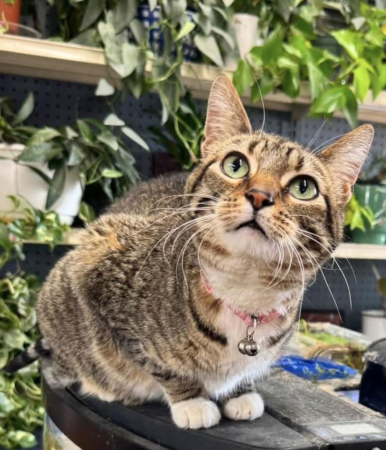 Enlarge Lily Rose, a Adoptable Domestic Short Hair in Twin Falls, ID image 3/3