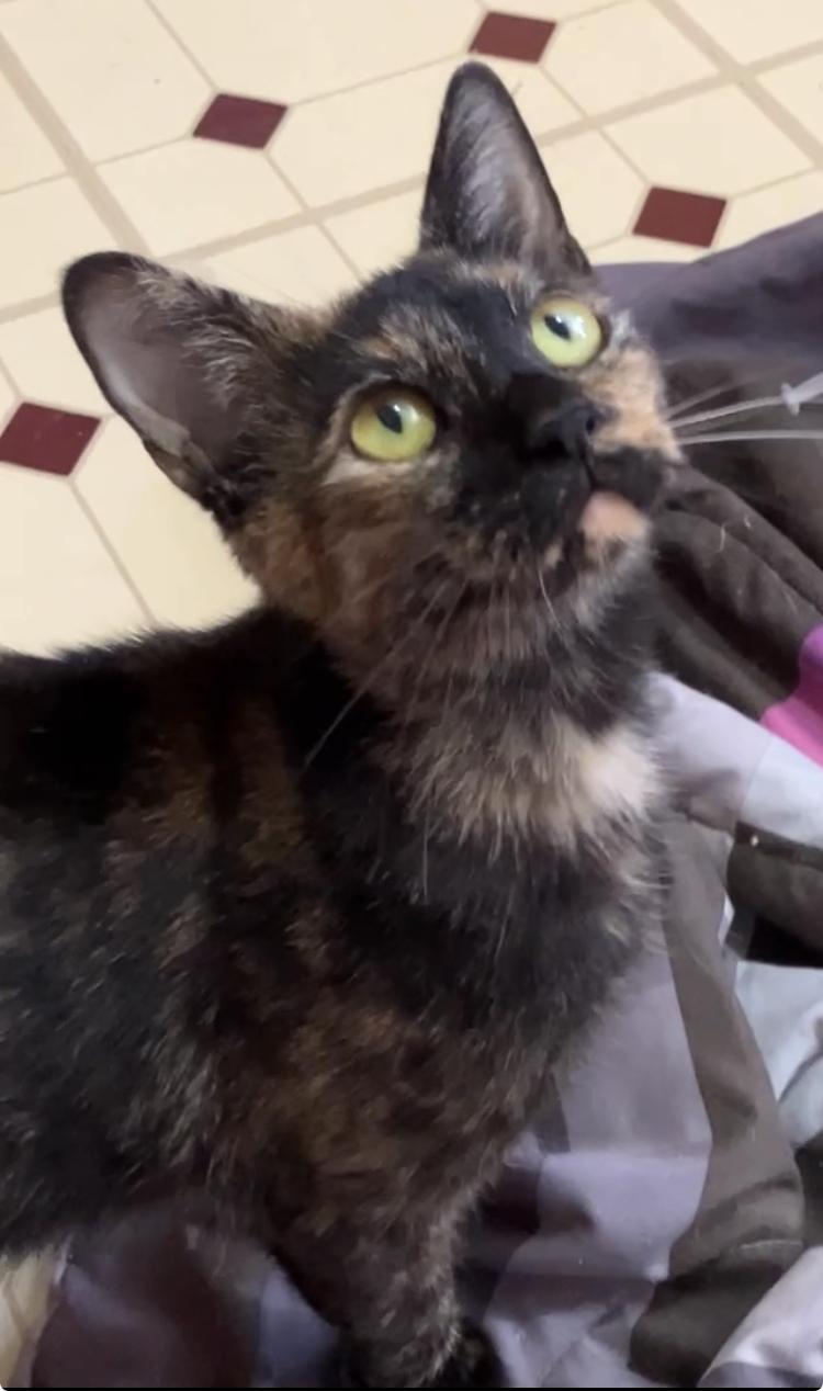 Leona, Adoptable, Adult Female Domestic Short Hair.