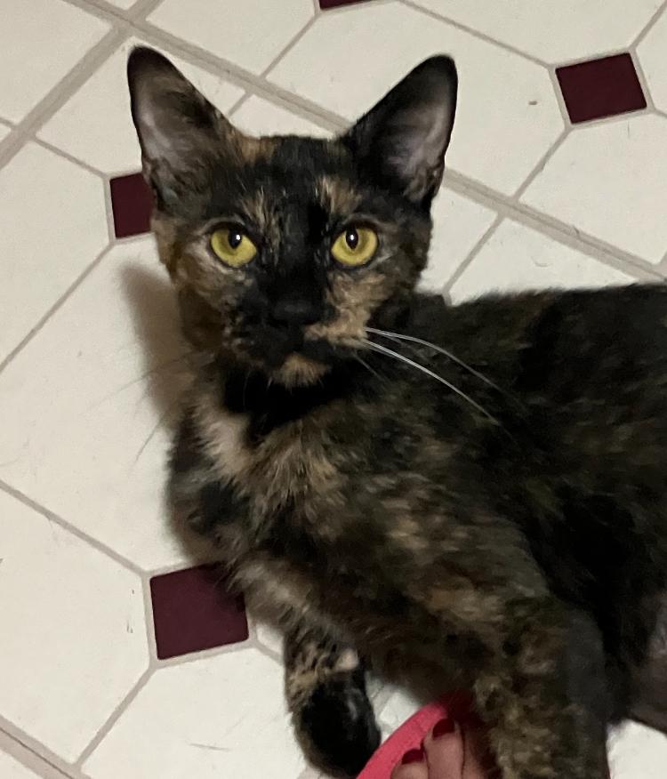 Enlarge Leona, a Adoptable Domestic Short Hair in Highland, IN image 2/3