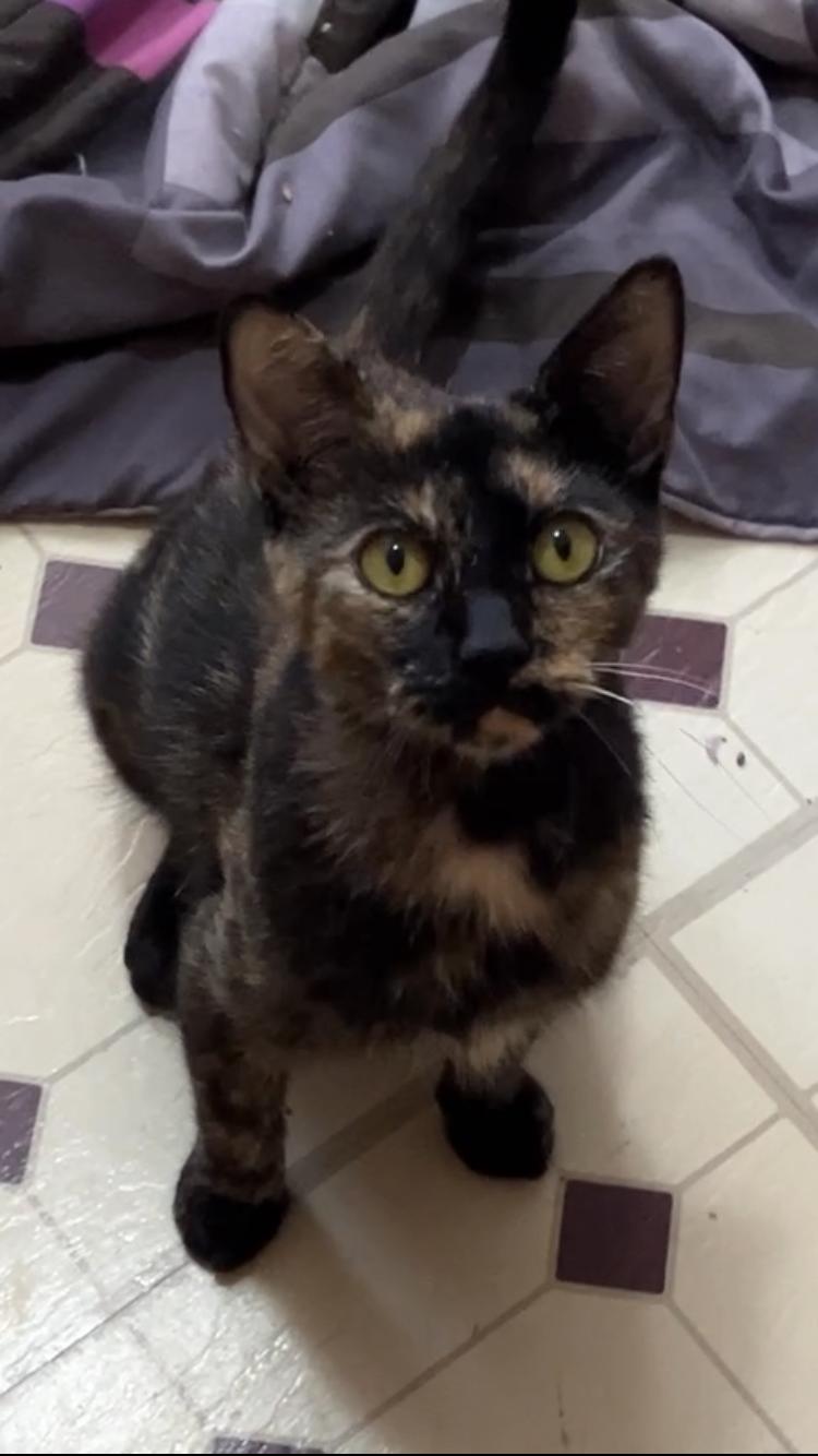 Enlarge Leona, a Adoptable Domestic Short Hair in Highland, IN image 3/3