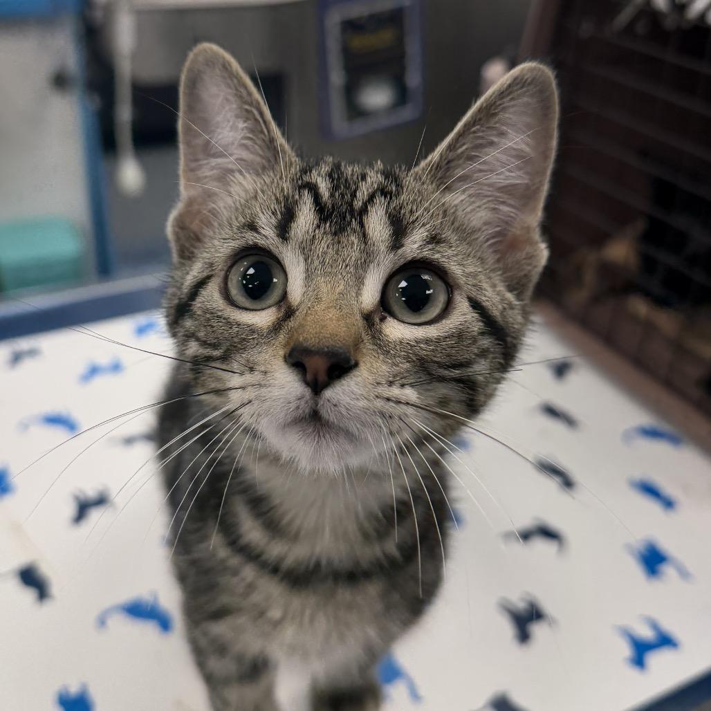Pebbles, Adoptable, Kitten Male Domestic Short Hair.