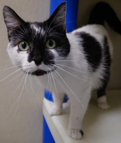 Enlarge Taffy, a Adoptable mixed breed in Baraboo, WI image 2/3