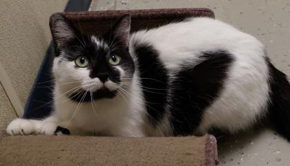 Enlarge Taffy, a Adoptable mixed breed in Baraboo, WI image 2/3