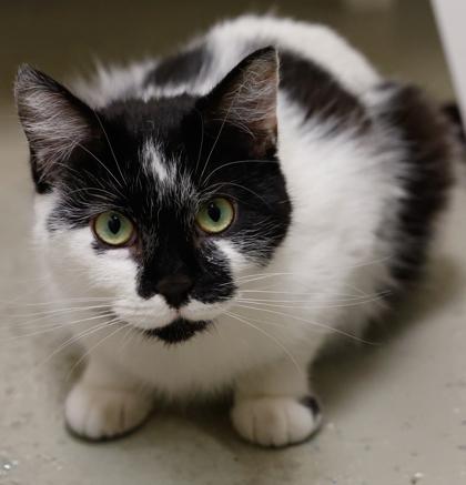 Enlarge Taffy, a Adoptable mixed breed in Baraboo, WI image 3/3