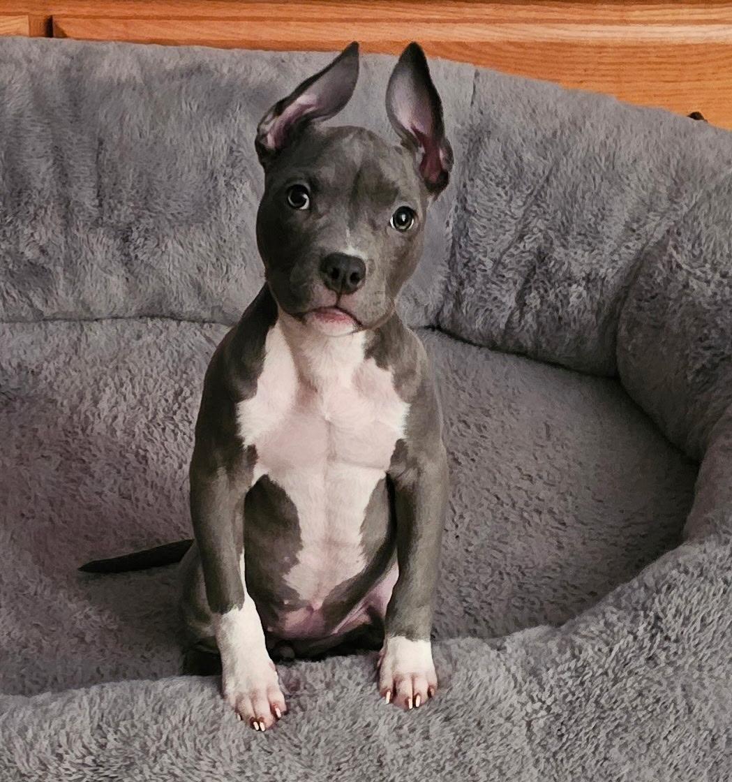 Amora, Adopted, Young Female Pit Bull Terrier.