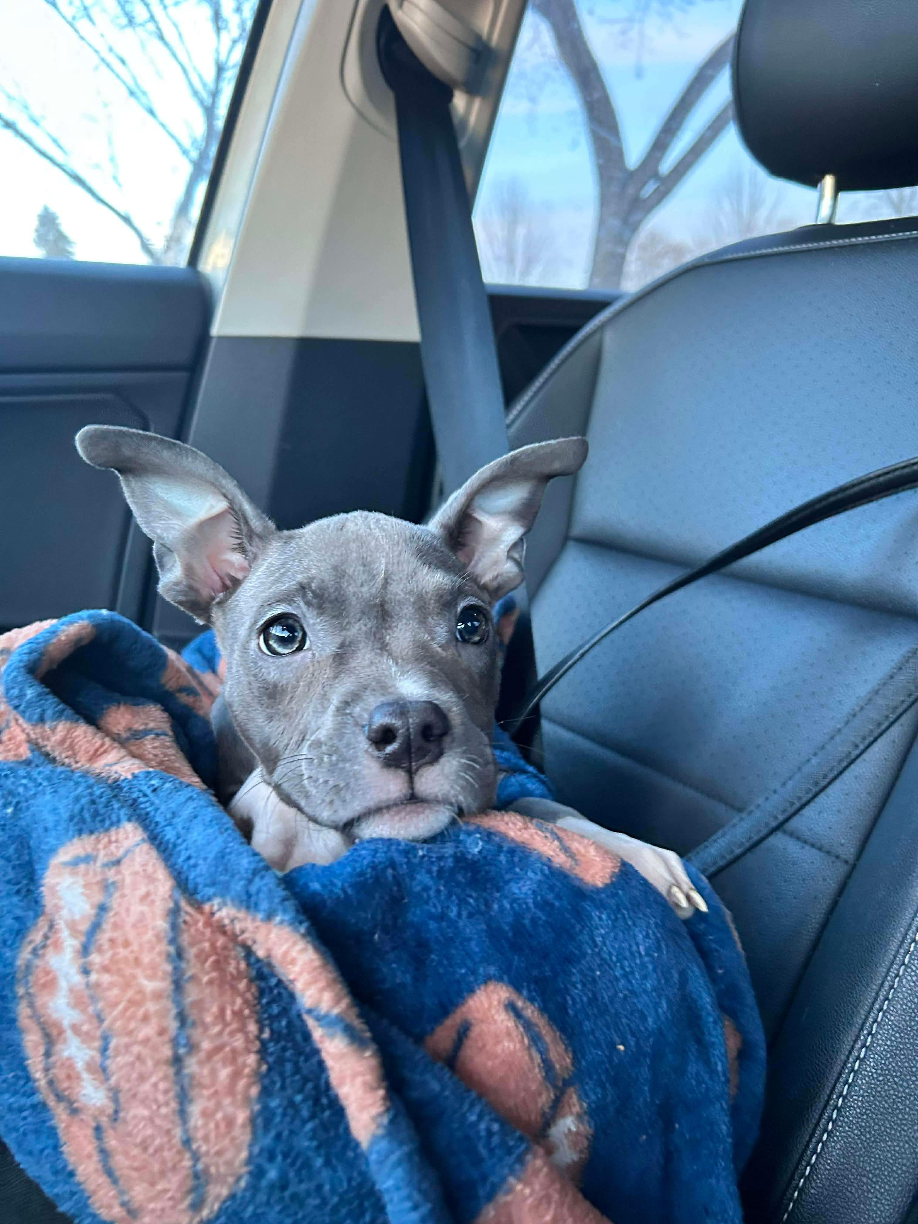 Amora, a Adopted Pit Bull Terrier in Minneapolis, MN image 3/6