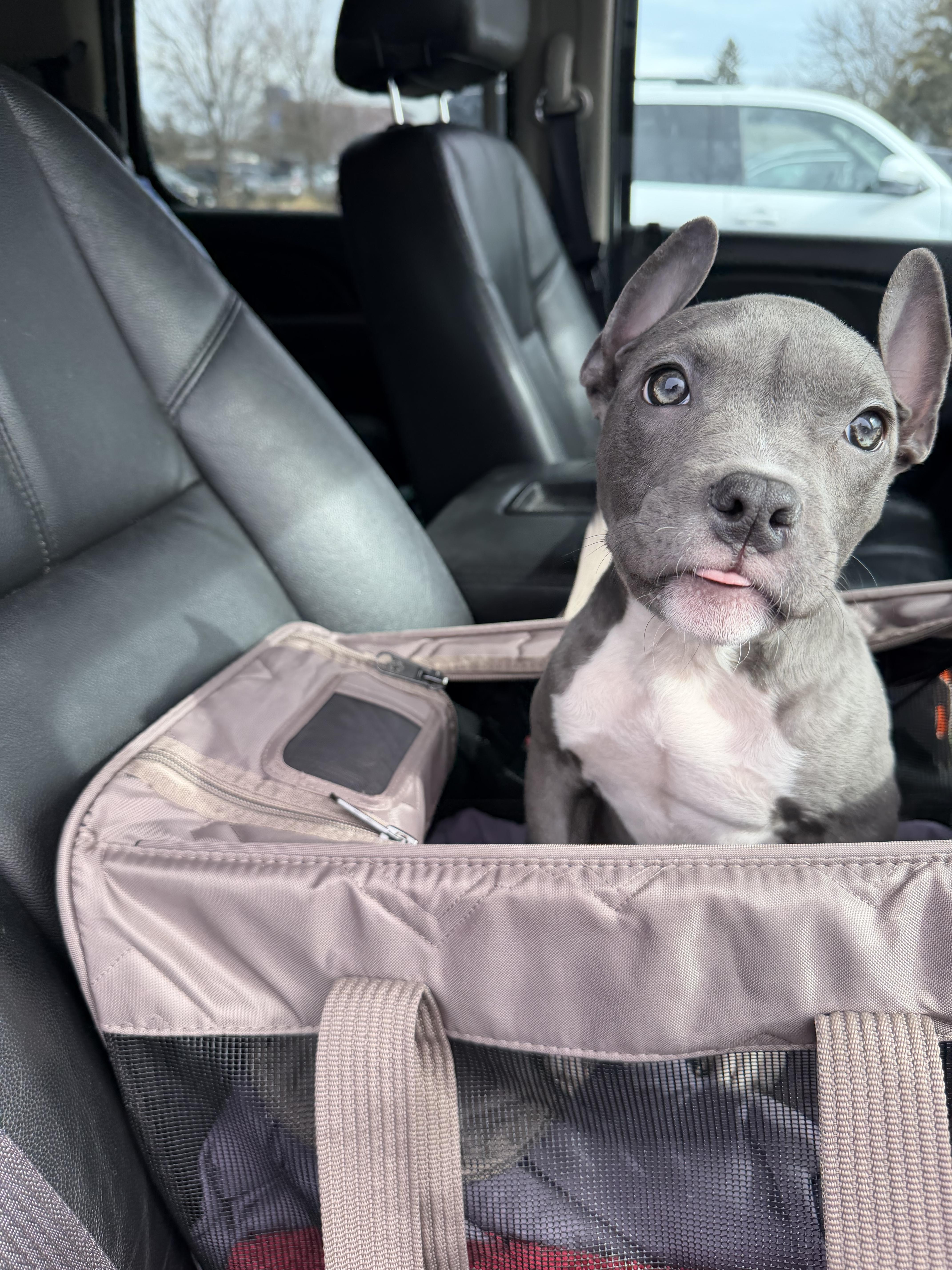 Amora, a Adopted Pit Bull Terrier in Minneapolis, MN image 5/6