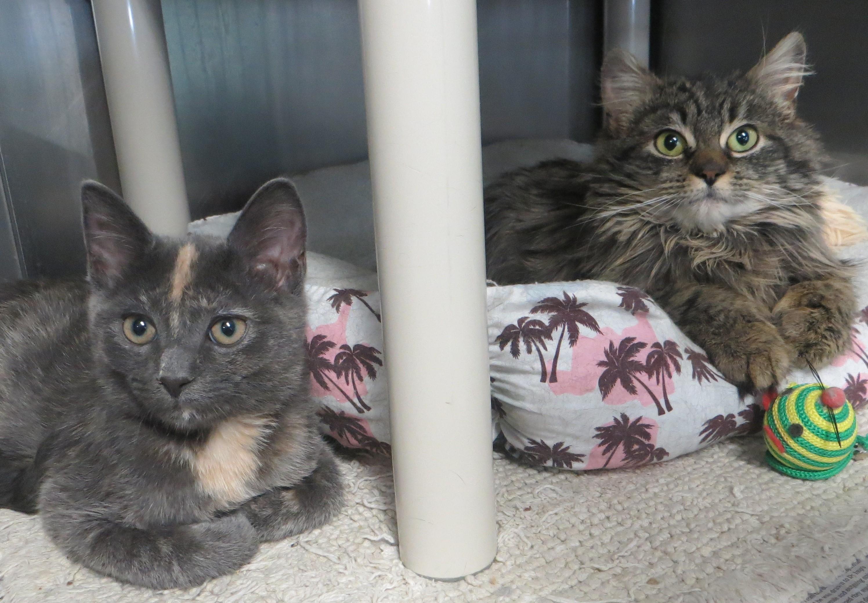 VIOLA & JUSTINE, Adoptable, Young Female Tortoiseshell.